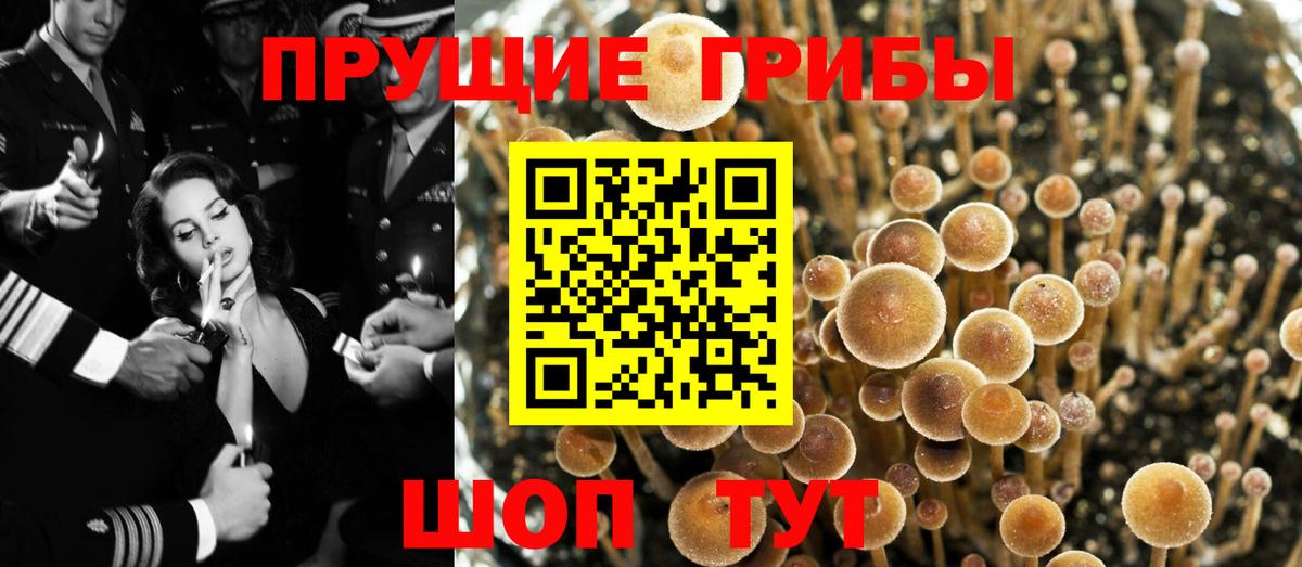 закладка  Галлюциногенные грибы Magic Shrooms  Вход с VPN  Сухой Лог 